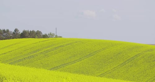Oilseed Rape Field Canola Blooming Agriculture Growth Ecology