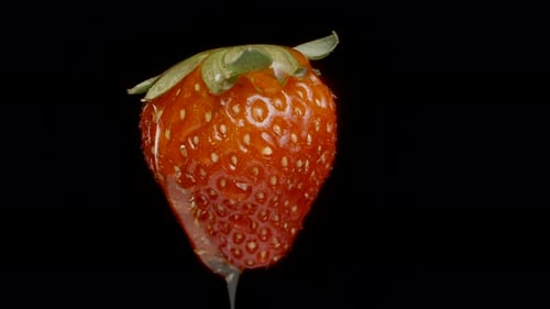 Honig rieselt über die Erdbeere. Makro-Slider, aufgenommen auf schwarzem Hintergrund.