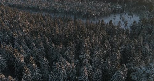 Aerial Top Down Flyover Shot of Winter Spruce and Pine Forest. Trees Covered with Snow, Rising / Se
