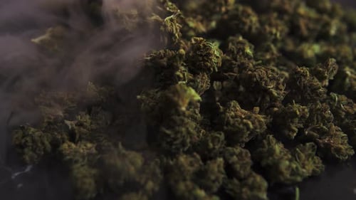 A bunch of cbd and thc marijuana buds recorded from up close as the smoke drifts by. Illegal alterna