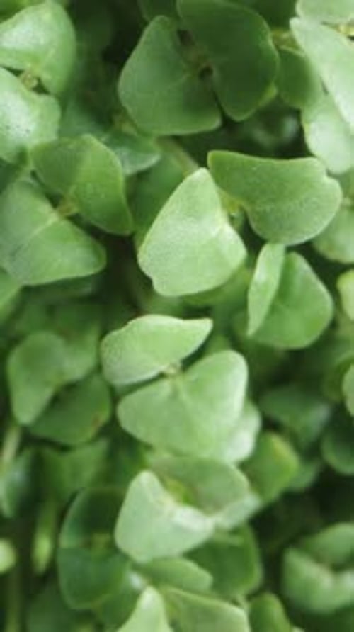 Vertical video. Macro zoom top view. Microgreens for a nutritious salad. Sprouted Chia seeds.
