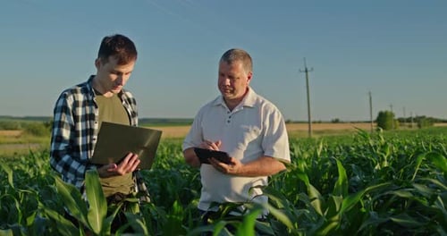 Farmers Use Tablet in Lush Cornfield