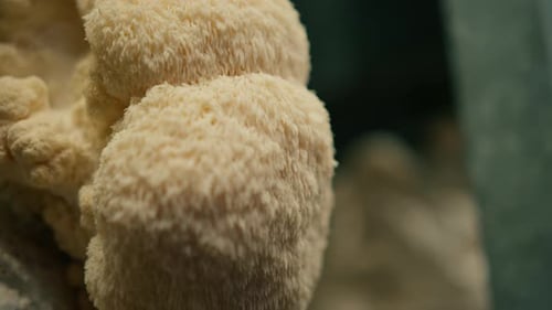 primer plano de la melena de león Alimento ecológico Biogranja Alimento vegetariano Cultivo de hongos comestibles