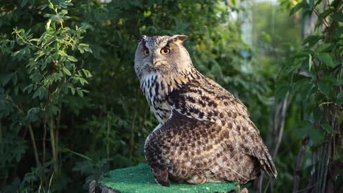 Dark Owl Moves Head Sitting on Stump in Nature Reserve