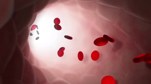 Red blood cells flowing through a blood vessel