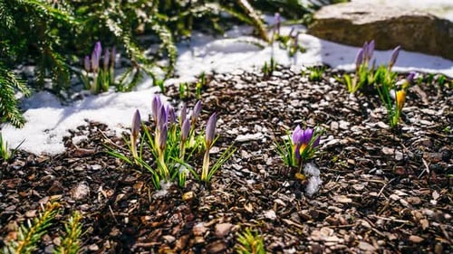 Thaw is winter. Timelapse of early spring flowers blooming through snow in a sunny day. Close up of