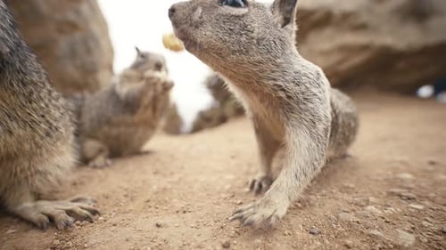 Squirrels Eating on the Ground in Nature