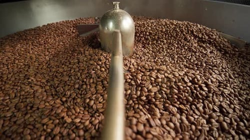 Fresh Roasted Coffee Beans Cooling in Large Industrial Mixer Machine Roaster Blend at Modern Factory