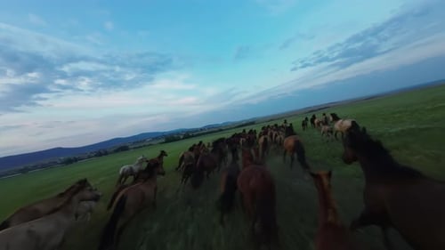 Luftbild: Große Herde von Pferden, die schnell galoppieren und über ein Feld mit grünen Hügeln und Staub rennen