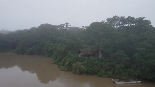 Congo Basin rainforest in the democratic republic of Congo.