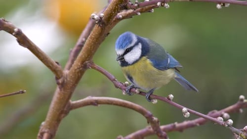 Eurasian Blue Tit
