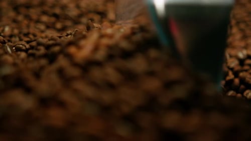 a factory worker collects with a spatula freshly roasted aromatic coffee beans for sale close-up