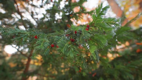 A close-up view of the fir tree branches with bright red berries.