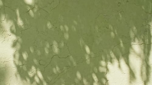 Transparent Soft Light and Shadows From Branches Plant Foliage and Leaves Sun and Shadows Gray