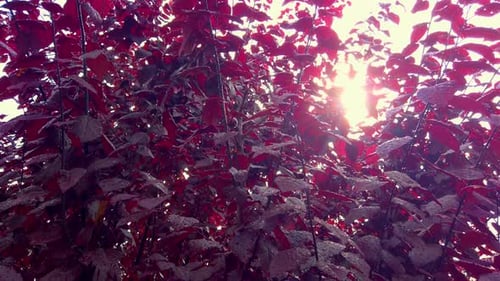 Sunlight Through Red Leaves with Rain Drops