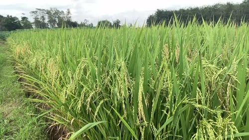 rice plants