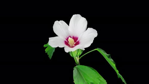White Flower Blooming in Time Lapse on Black
