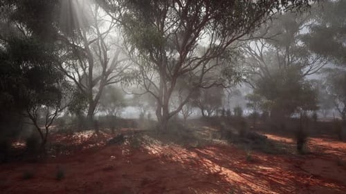 A Misty Forest with Dense Foliage and Towering Trees