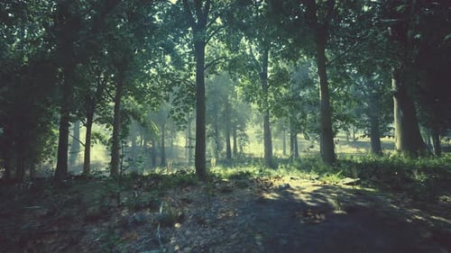 A Lush Green Forest with Tall and Abundant Trees