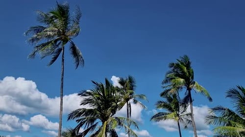 Palm Trees Close Up in a Blue Sky with Clouds in Phuket Thailand