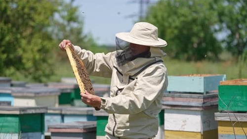 Old beekeeper in protective hat and clothes turning frame coated with bees to the sun.