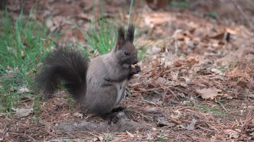 Cute grey Squirrel eating pine nut sitting on the lawn with fallen leaves