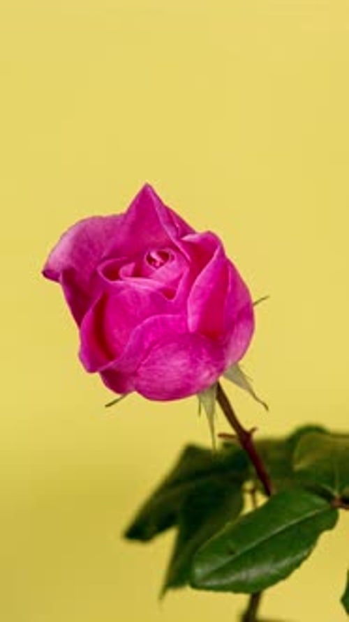Pink Rose Bud Close Up