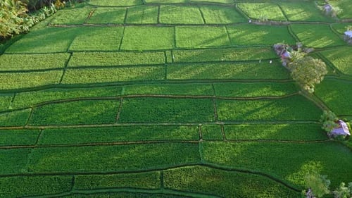 A top-down aerial view of the beautiful green rice fields shot by a drone in Bali, Indonesia.