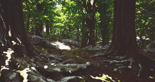 Majestic Forest with Vibrant Greenery and Sunlight Filtering Through Trees