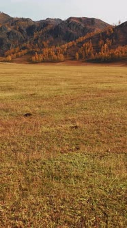 Golden Autumn Landscape with Rolling Hills and Wild Grasses