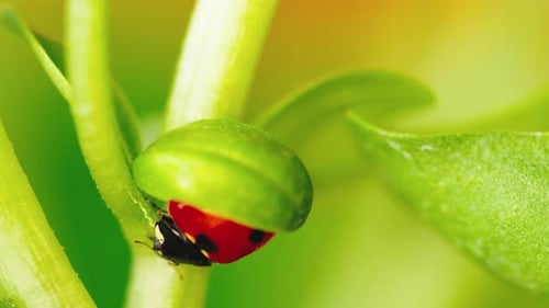 Ladybug in the Green Grass in the Forest