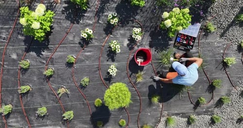 Planting Flowers in a Garden Bed With Drip Irrigation System at Noon