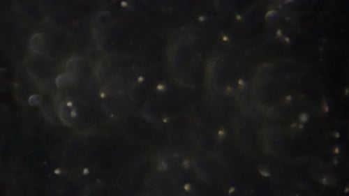 Faites un zoom arrière sur les spermatozoïdes.