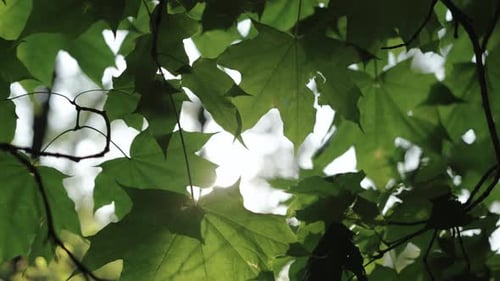 Closeup of an Maple Green Leaf in the Forest on Summer Warm Sun Rays Through the Leaves Forest at