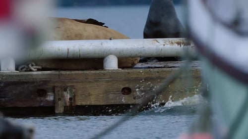Sea Lion Dives into Water