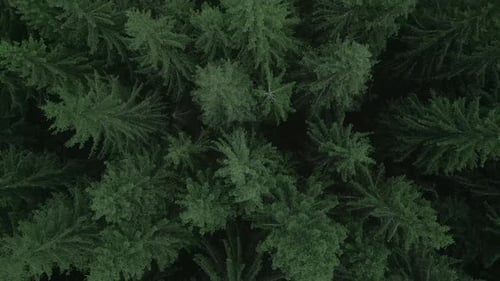 Green Pine Tree Coniferous Forest Aerial Top Down View Dramatic Nature Background Travel Destination