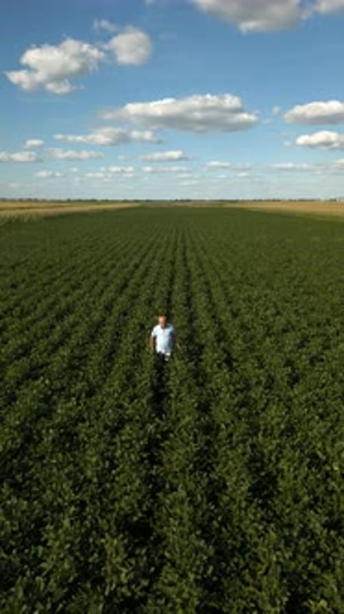 Aerial view of senior farmer in green soybean field examining crop.
