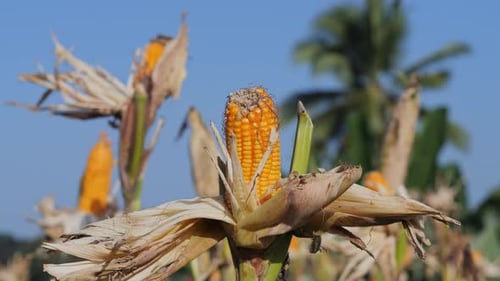 CloseUp Of Yellow Flower On Field at Sunny Day
