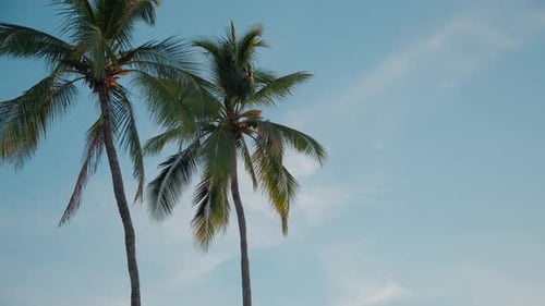 Wide Shot of Palm Trees at Day Time and Blue Sky Move Camera