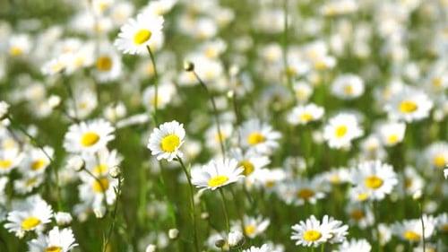 Chamomile White Daisy Flowers in a Field of Green Grass Sway in the Wind at Sunset Chamomile Flowers
