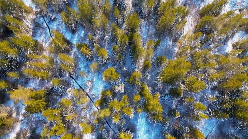 Aerial top-down view of a winter forest with scattered evergreen trees and snow-covered ground, crea