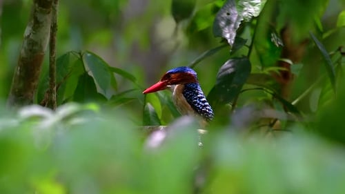 A tree kingfisher and one of the most beautiful birds found in Thailand within tropical rain-forests