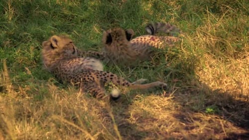 Cheetah (Acinonyx jubatus) cubs grooming each other