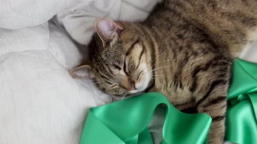 tabby cat sleeping on bed bedroom on blanket and green color lace ribbon 4 k.love care domestic pet
