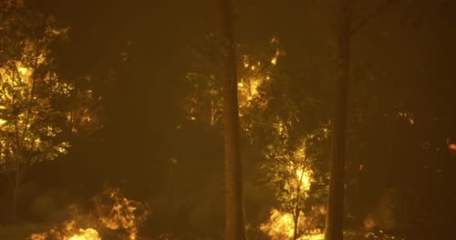 Un incendie de forêt intense se propage rapidement à travers des arbres denses à la tombée de la nuit