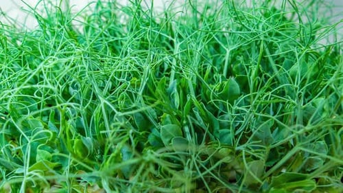 Micro greens pea plant sprouts growing time lapse. Seven days peas micro greens close-up. Close up