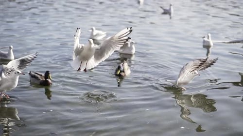 Seagulls and Ducks Floating on Water