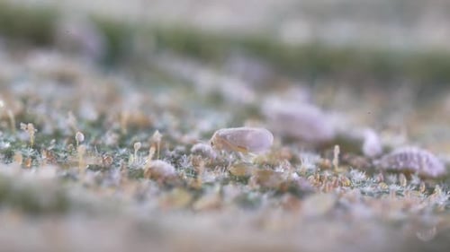 Aleurode se nourrissant de feuilles infestées, paysage