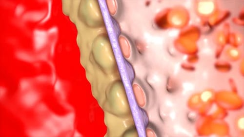 Microscopic view of cell membrane and lipid molecules