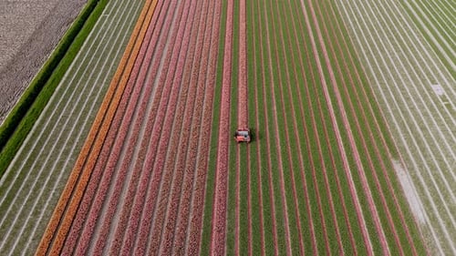 Aerial View: Topping Pink Tulips in the Flower Fields. Topdown shot